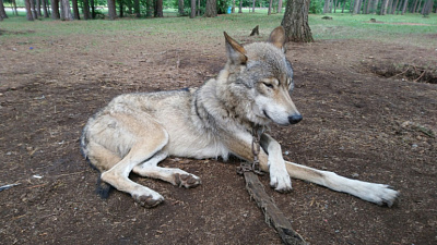 Владелец волкособа выплатит компенсацию за нападение животного на ребенка