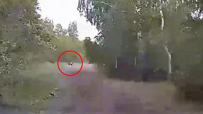 Магнитогорцы повстречались с медведем