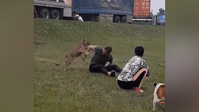 Маленький львенок играет на траве в Челябинске