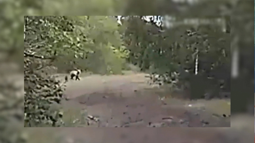 Магнитогорцы встретились с бурым медведем