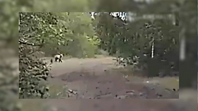 Магнитогорцы встретились с бурым медведем