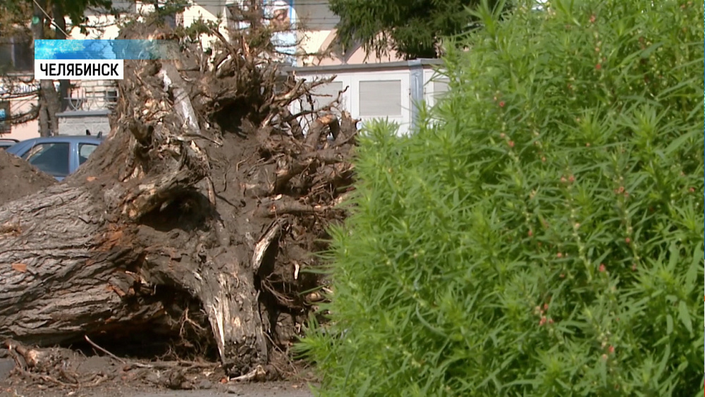 Вместо тополей у органного зала высадят сибирские кедры