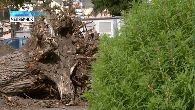 Вместо тополей у органного зала высадят сибирские кедры