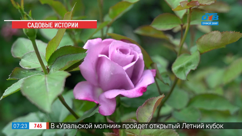 Садовые истории — розы