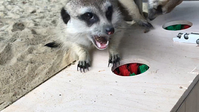 Форт Боярд для челябинских сурикатов