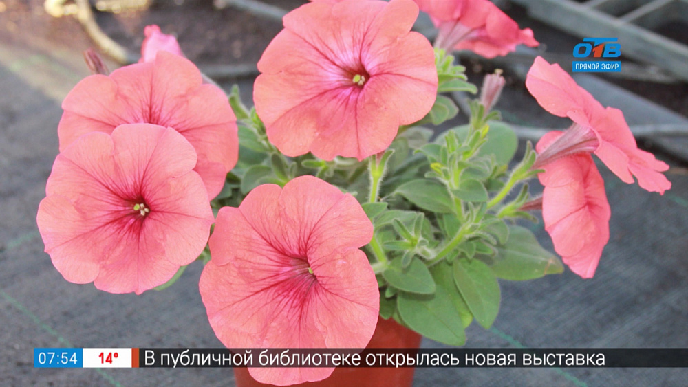 Садовые истории — петунии