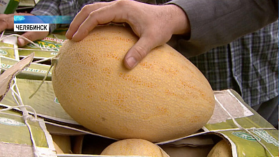 Дыни на Южном Урале проверили на нитраты