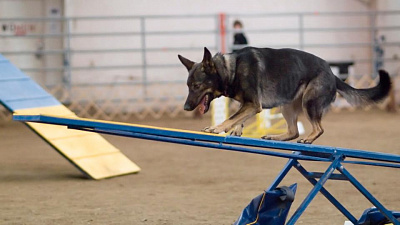 Челябинские собаководы незаконно строят площадки для дрессировок