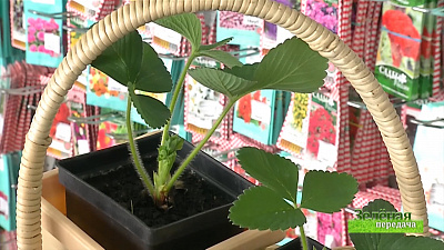 Зеленая передача 29.08.2019