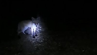 Жители Магнитогорска встретили лису