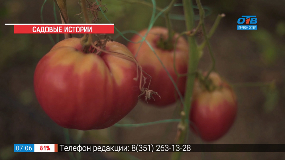 Садовые истории — фитофтороз