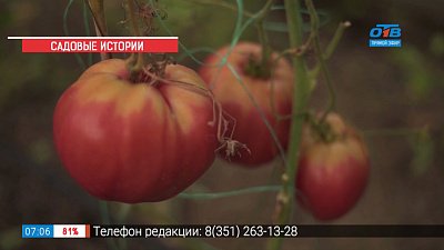 Садовые истории — фитофтороз