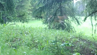 Диско-олень покоряет интернет