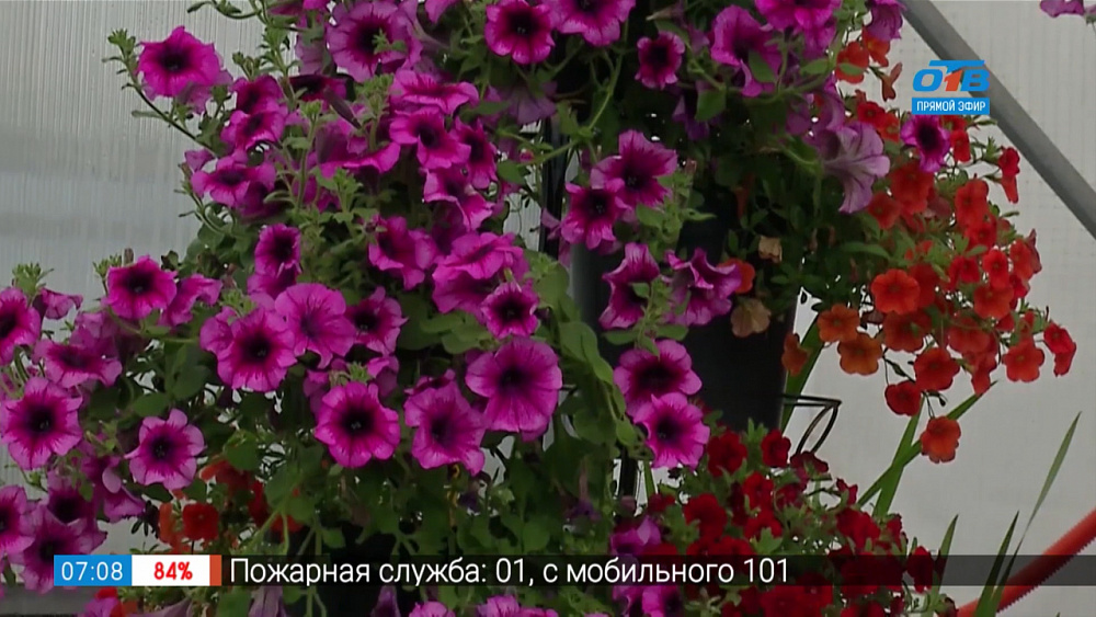 Садовые истории — уход за петуниями