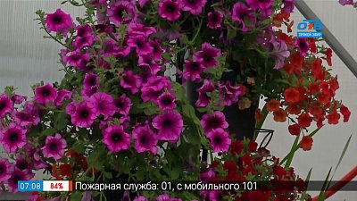 Садовые истории — уход за петуниями