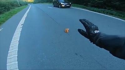 Котенок едва не угодил под колеса, если бы не заботливые водители 