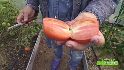 Зеленая передача 05.09.2019