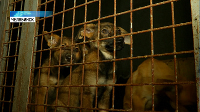 Животных в ветприемнике содержат в ужасных условиях