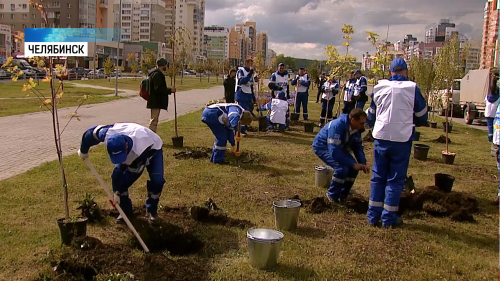 На Академика Королева высадили клены и рябины
