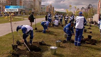 На Академика Королева высадили клены и рябины