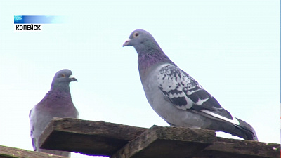 Копейские голуби стали самыми быстрыми в стране