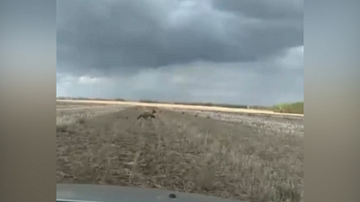 Магнитогорский медвежонок попал на видео