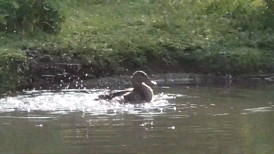 Удивительный мир Челябинских уточек