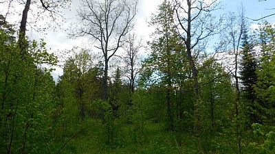 В Челябинской области ликвидируют 12 крупных лесничеств