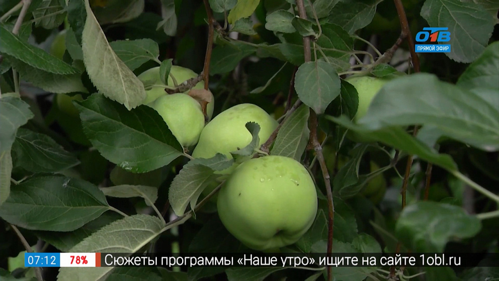 Садовые истории – селекционные сорта яблок