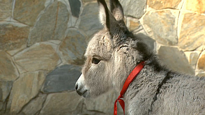 В контактном зоопарке парка Тищенко родился ослик