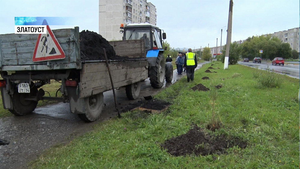 В Златоусте высадили деревья на аллее спортсменов