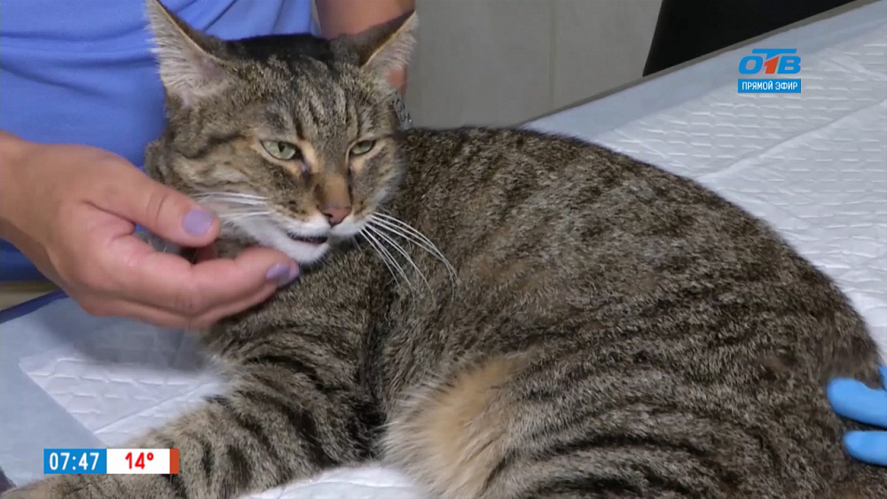 Пушистое утро — анализ крови у животных