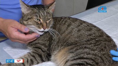 Пушистое утро — анализ крови у животных