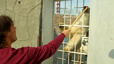 Игроки хоккейного клуба «Белые Медведи» проведали своих талисманов — белых медведей Алтына и Айришу