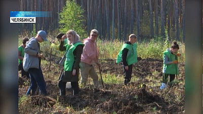 В Челябинском бору высадили новые деревья