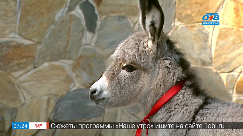 Родился ослик