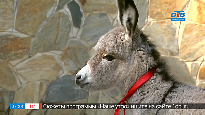 Родился ослик