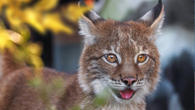 В зоопарке поселилась маленькая рысь