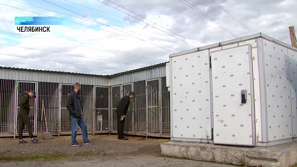 Общественники обвиняют ветприемник в убийстве животных