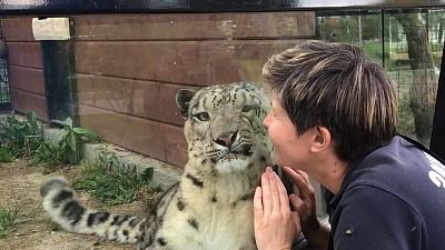 Снежный барс в челябинском зоопарке требует ласки