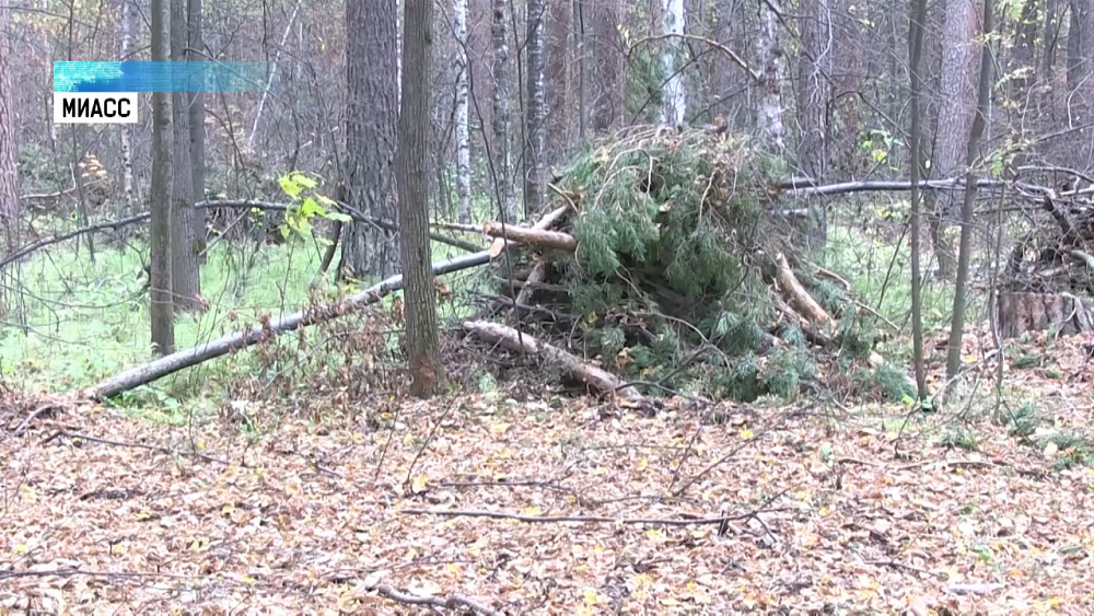 В Миасском лесу вырубают деревья