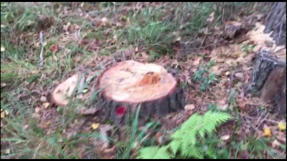 Вырубили лес в машгородке