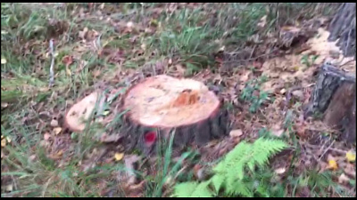 Вырубили лес в машгородке