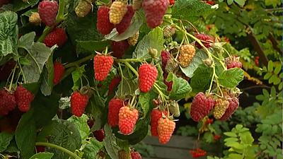 В Магнитогорске вывели новый сорт малины