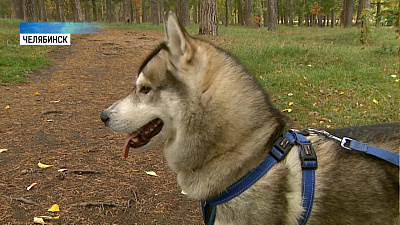 В Челябинске появилась услуга выгула собак