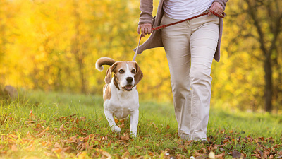Спрос на услуги по выгулу собак вырос в три раза