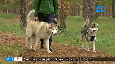 Пушистое утро — выгул собак