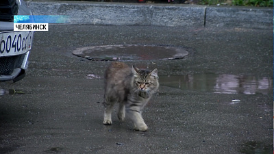 Челябинцы жалуются, что коммунальщики травят котов