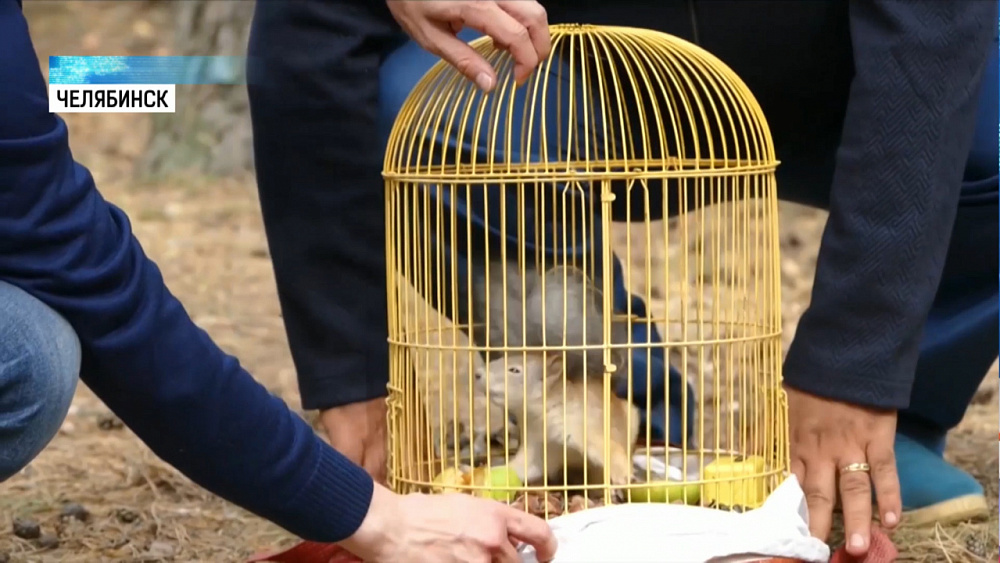 Пострадавших бельчат отпустили после реабилитации