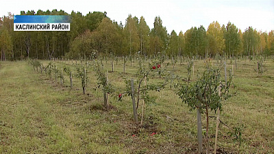 Площадь промышленных садов увеличилась до 120 гектаров